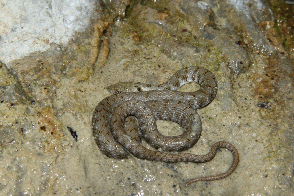 Escursione erpetologica Parco Nazionale Foreste Casentinesi